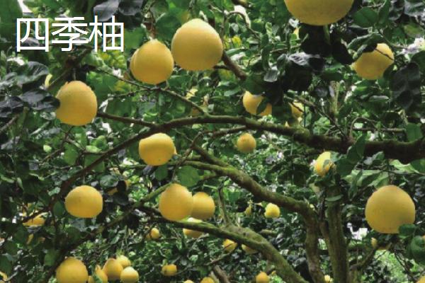 柚子树的盆栽方法，先疏展根系再壅上细土