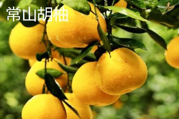 柚子树的盆栽方法，先疏展根系再壅上细土