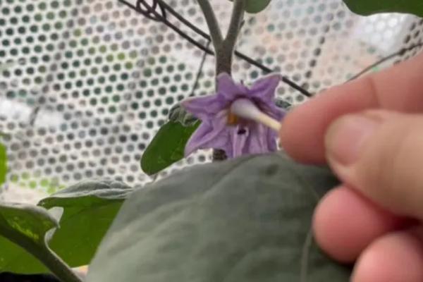 茄子需要人工授粉吗，人工授粉会提高茄花的授粉率
