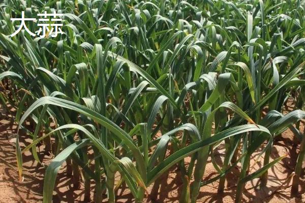 野蒜亩产多少斤，亩产在五千斤左右