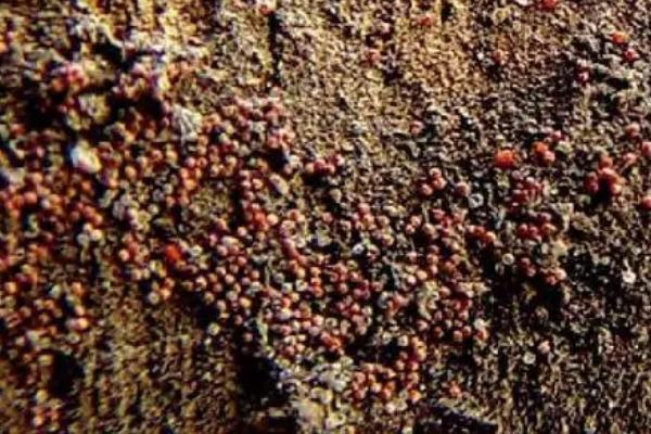 苹果全爪螨的越冬方式，虫卵可依附在枝条上过冬