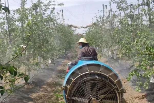 苹果全爪螨的越冬方式，虫卵可依附在枝条上过冬