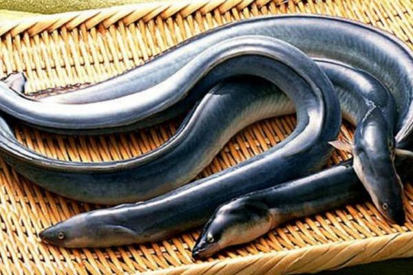 鳗鱼的体型，长度一般为60-90厘米左右