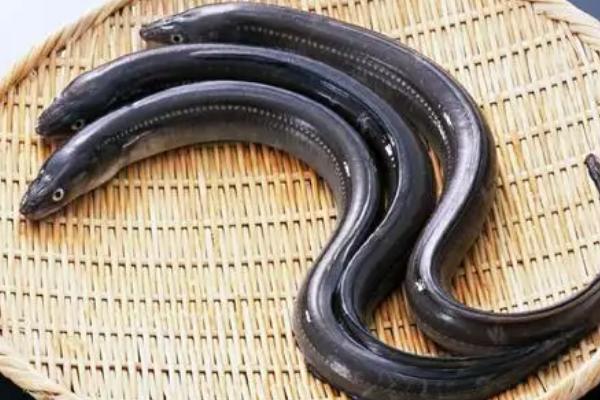 鳗鱼的体型，长度一般为60-90厘米左右
