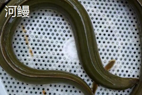 鳗鱼的体型，长度一般为60-90厘米左右