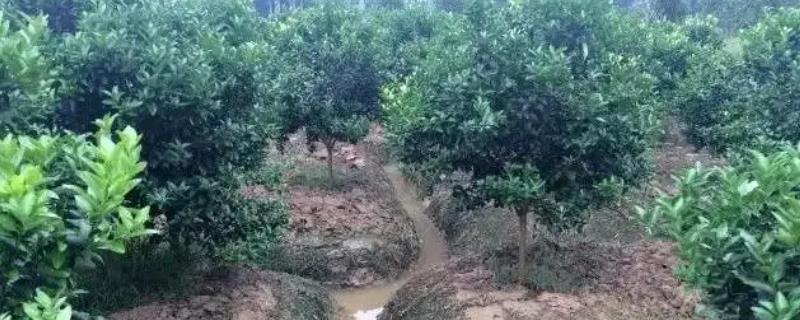 柑橘裙腐病的防治方法