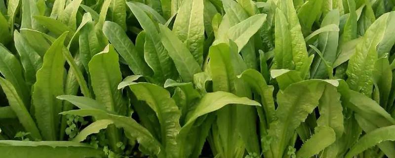 油麦菜留根能否重新长出