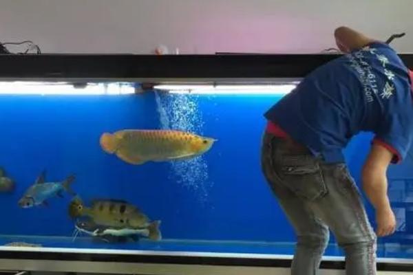 如何正确清洗鱼缸，先抽出老水再刷干净、然后消毒晾干