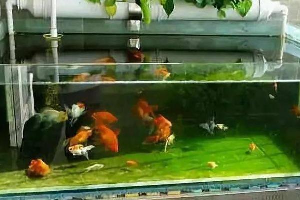 如何正确清洗鱼缸，先抽出老水再刷干净、然后消毒晾干