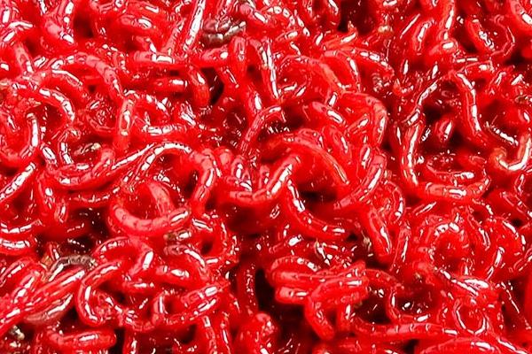 冬天水深6-7米钓鲢鳙用什么饵料，用味道比较浓的饵料为佳