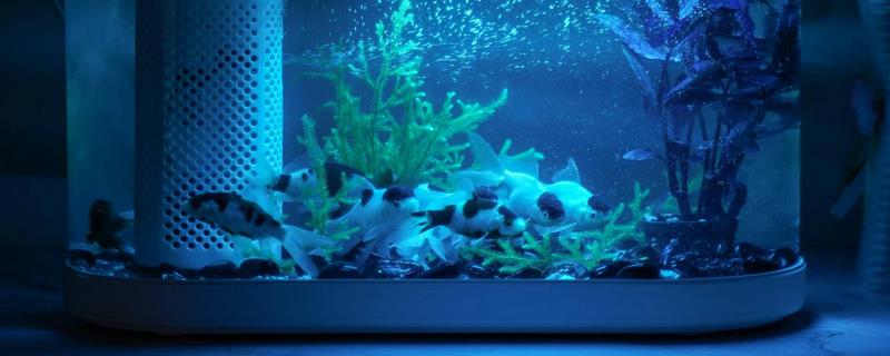 鱼缸水2天就浑浊怎么办