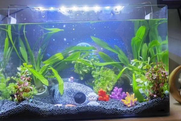 鱼缸水2天就浑浊怎么办，首先需加强过滤