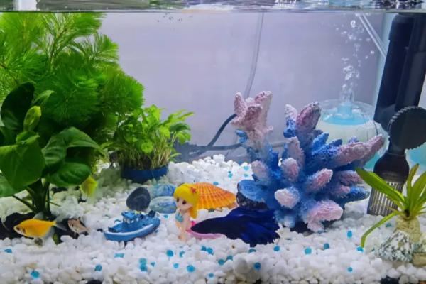 鱼缸水2天就浑浊怎么办，首先需加强过滤