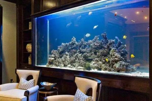 鱼缸水2天就浑浊怎么办，首先需加强过滤