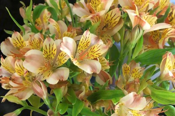 六出花有哪些花语，花语包括期待相逢、友谊与健康、高贵典雅