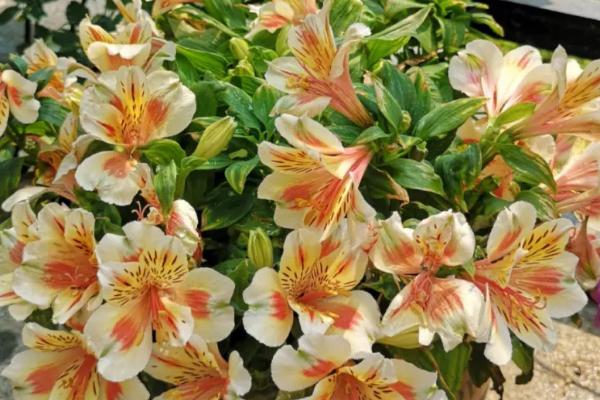 六出花有哪些花语，花语包括期待相逢、友谊与健康、高贵典雅