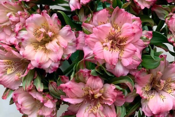 六出花有哪些花语，花语包括期待相逢、友谊与健康、高贵典雅