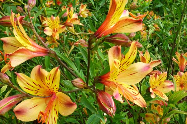 六出花有哪些花语，花语包括期待相逢、友谊与健康、高贵典雅