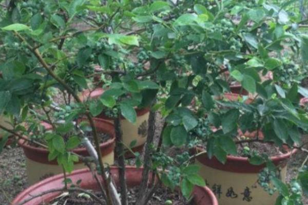 盆栽蓝莓浇水间隔期，可每隔5-10天浇一次