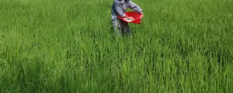 高温干旱天气如何科学施肥