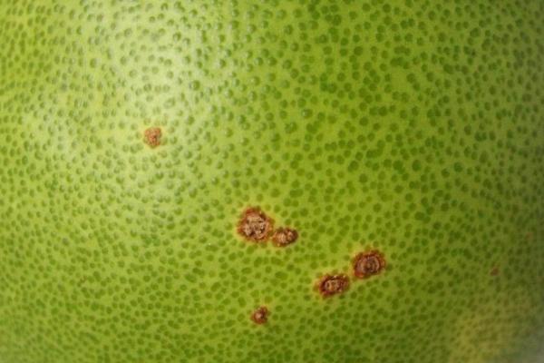 蜜柚出现药害的原因和症状，可能是用药过多、混用不当等因素所导致