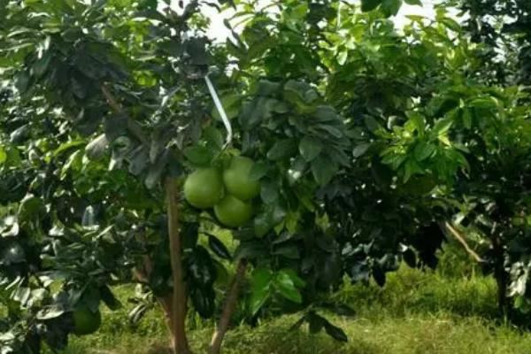 蜜柚出现药害的原因和症状，可能是用药过多、混用不当等因素所导致