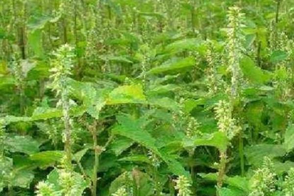 牛膝的收获时间，南方一般在11月底至12月收获
