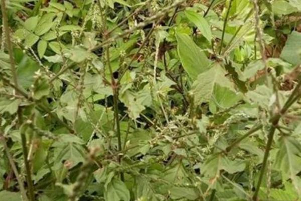 牛膝的收获时间，南方一般在11月底至12月收获