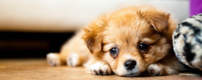 狗狗肚子上长脓包怎么办