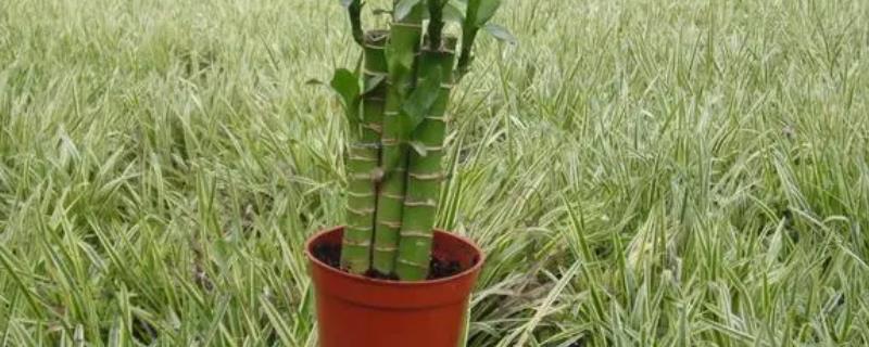 荷花竹有什么花语