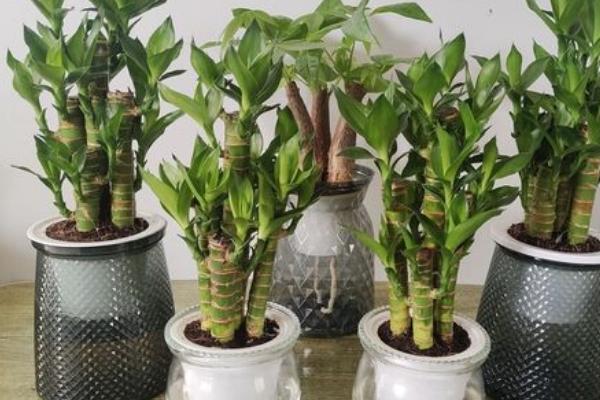 荷花竹有什么花语，富贵吉祥、节节高升、青春常驻均是它的花语