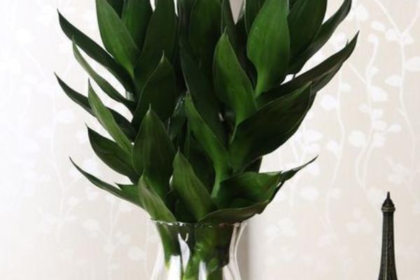 荷花竹有什么花语，富贵吉祥、节节高升、青春常驻均是它的花语