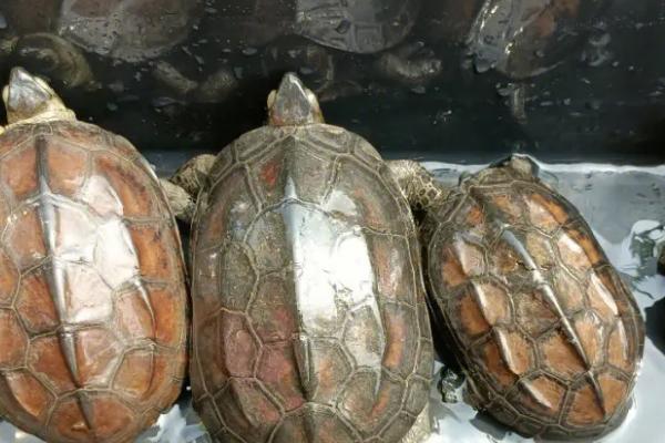 草龟为什么老是断尾尖，草龟间争斗会造成断尾