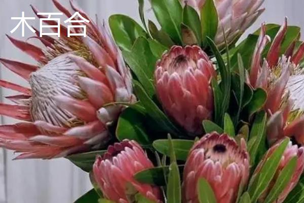 帝王花的价格，一般为65-90元左右/株