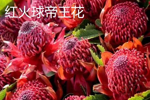 帝王花的价格，一般为65-90元左右/株