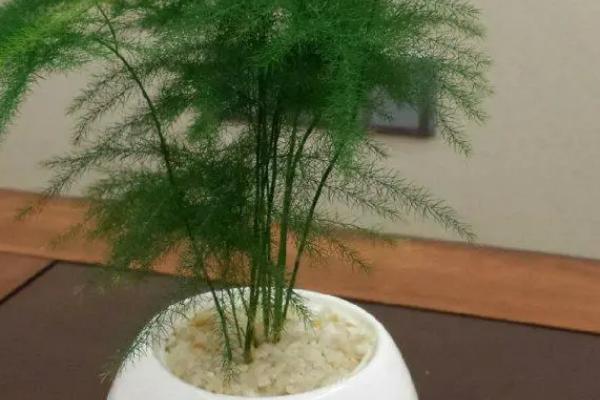 文竹需要什么肥料，可施用以有机肥沤制成的液肥