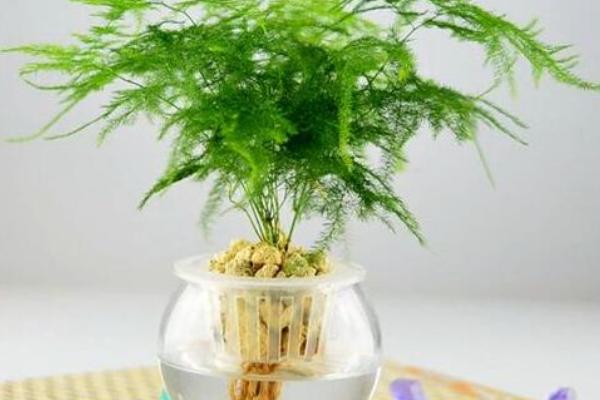 文竹需要什么肥料，可施用以有机肥沤制成的液肥