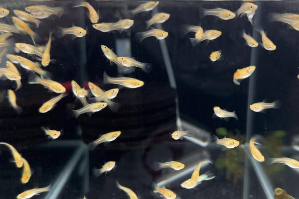 裸缸养孔雀鱼的注意事项，需要保证鱼缸内的环境稳定