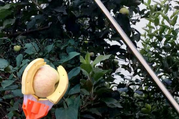 怎么用摘果器采收水果，操作钳爪抓紧果实再往上抬即可