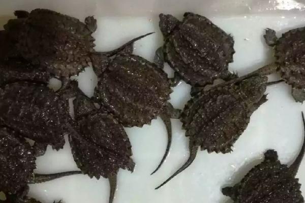 什么龟可以和鳄龟混养，只能和同类一起养