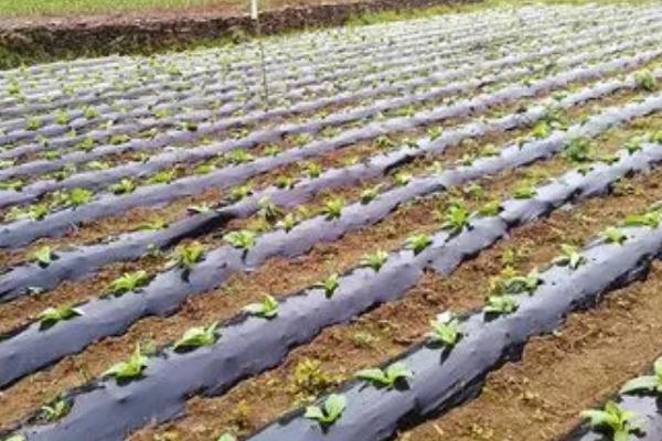 种植蔬菜要覆盖地膜的原因，可提高地温、减少水分蒸发