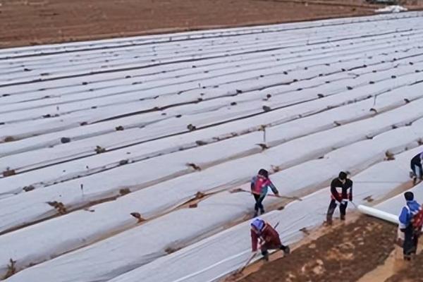 种植蔬菜要覆盖地膜的原因，可提高地温、减少水分蒸发