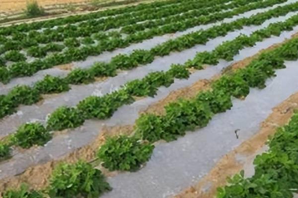 种植蔬菜要覆盖地膜的原因，可提高地温、减少水分蒸发