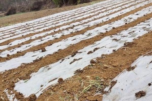 种植蔬菜要覆盖地膜的原因，可提高地温、减少水分蒸发