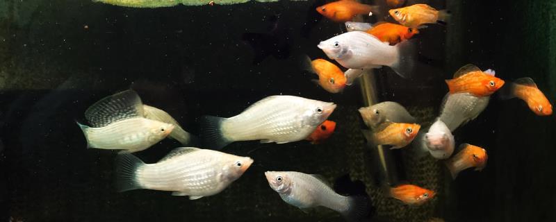 玛丽鱼可以和斑马鱼一起养吗