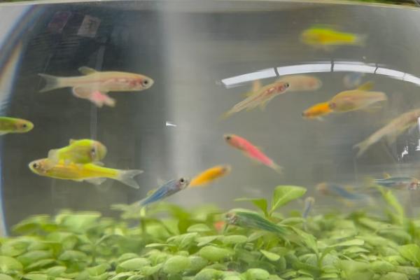 玛丽鱼可以和斑马鱼一起养吗，都属于热带鱼可以混养