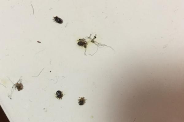被狗虱咬了怎么办，应该注意个人卫生并配合药物治疗