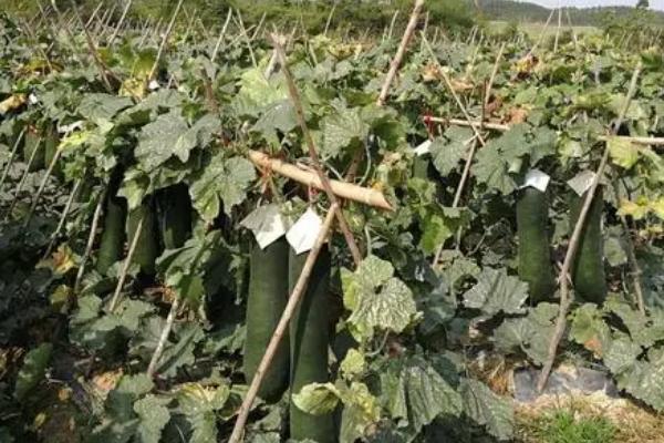 冬瓜的种植方法，一般要进行育苗栽培