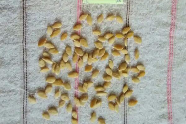 冬瓜的种植方法，一般要进行育苗栽培