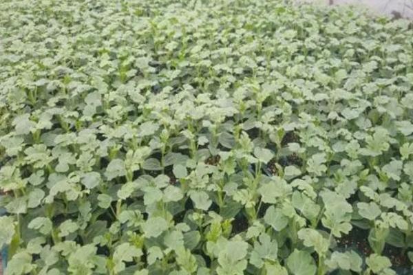 冬瓜的种植方法，一般要进行育苗栽培